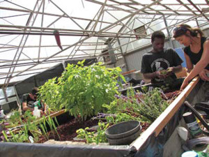 Aquaponic Beds